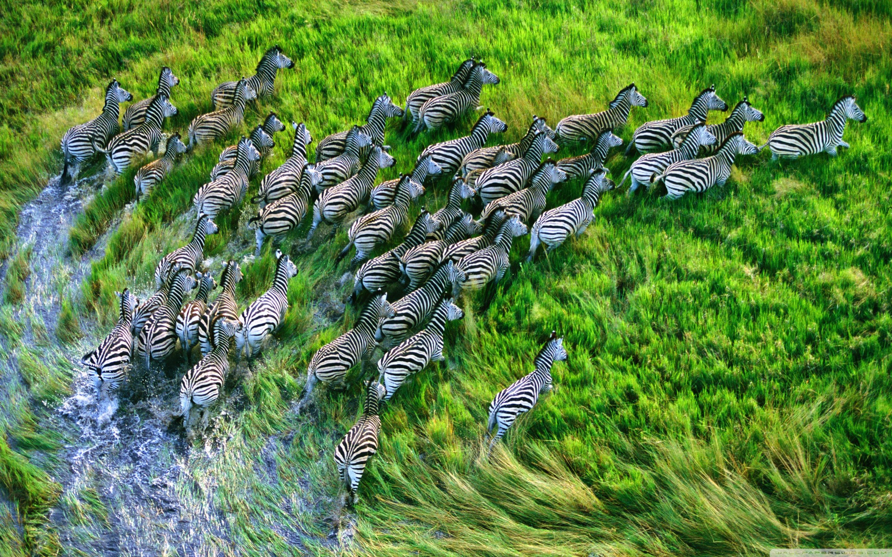 2880x1800 Apple Zebra Wallpaper