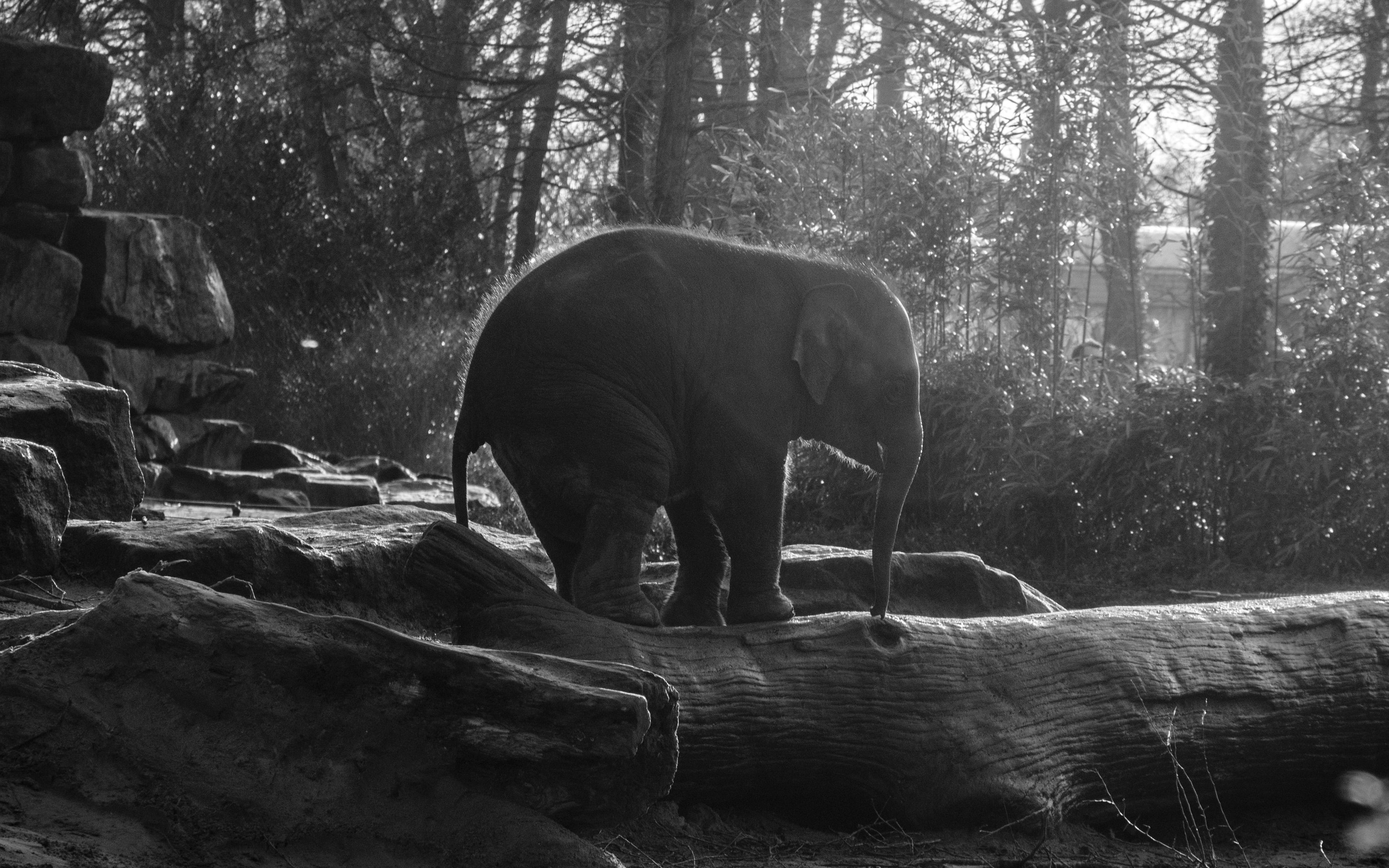 3840x2400 Elephant Dark Bw Animal Cute Nature Baby