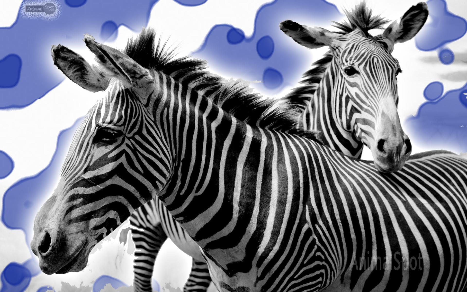 1920x1200 Zebra Wallpaper