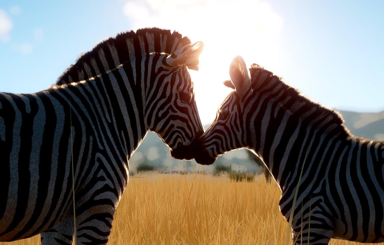 1332x850 Wallpaper field, the sky, light, rendering, baby, Zebra, pair, weasel, cub, mom, muzzle, Zebra, foal, sebranek image for desktop, section рендеринг