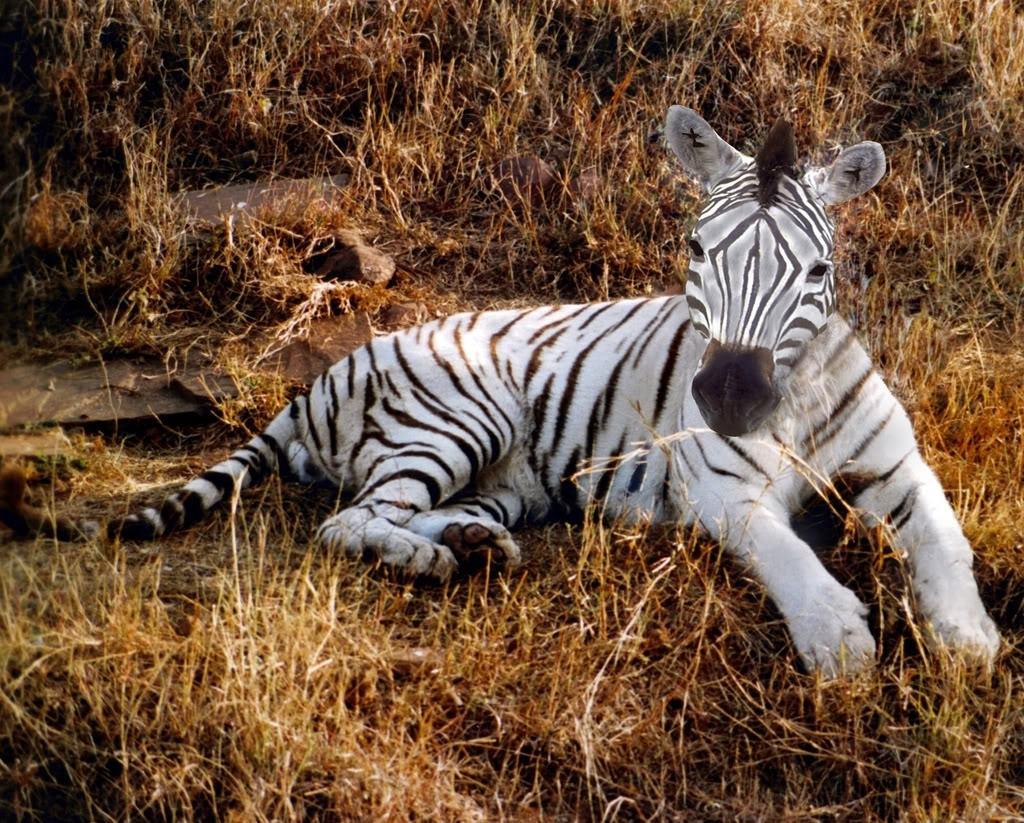 1024x823 Baby Animals Image For Kids