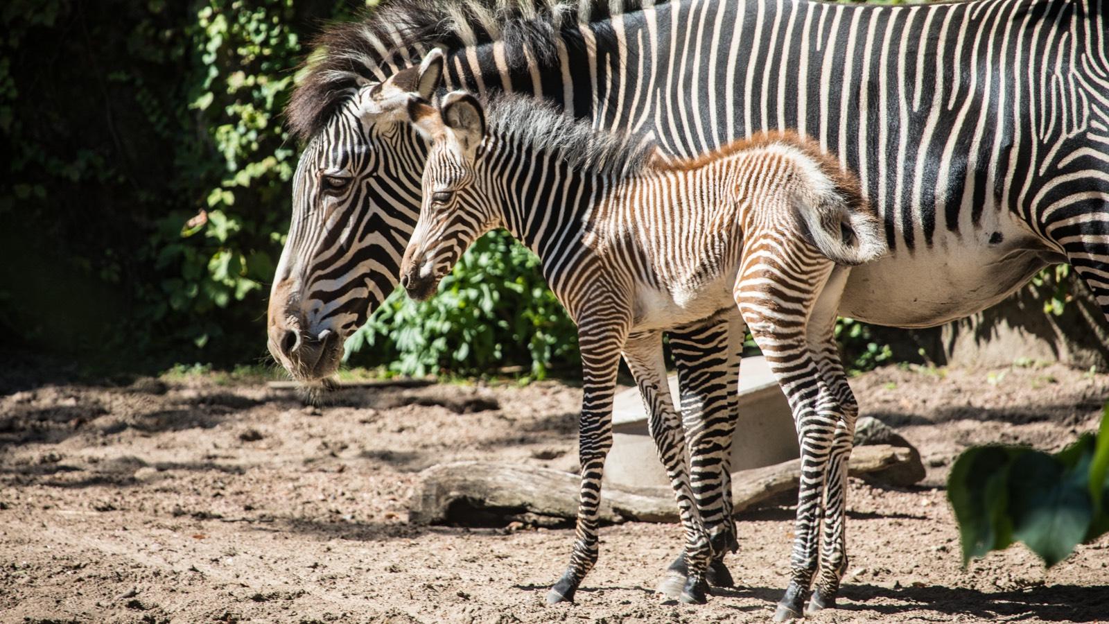 1600x900 It's a Girl! New Baby Zebra at the Lincoln Park Zoo Is Already Up and Running