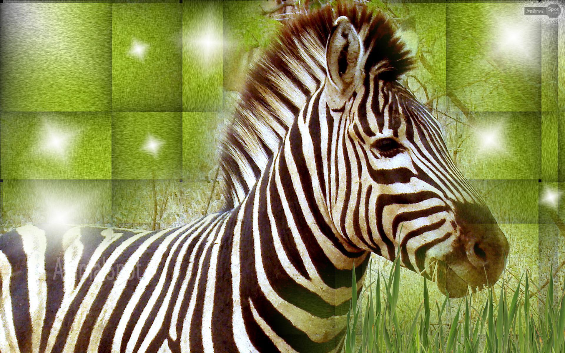 1920x1200 Zebra Wallpaper