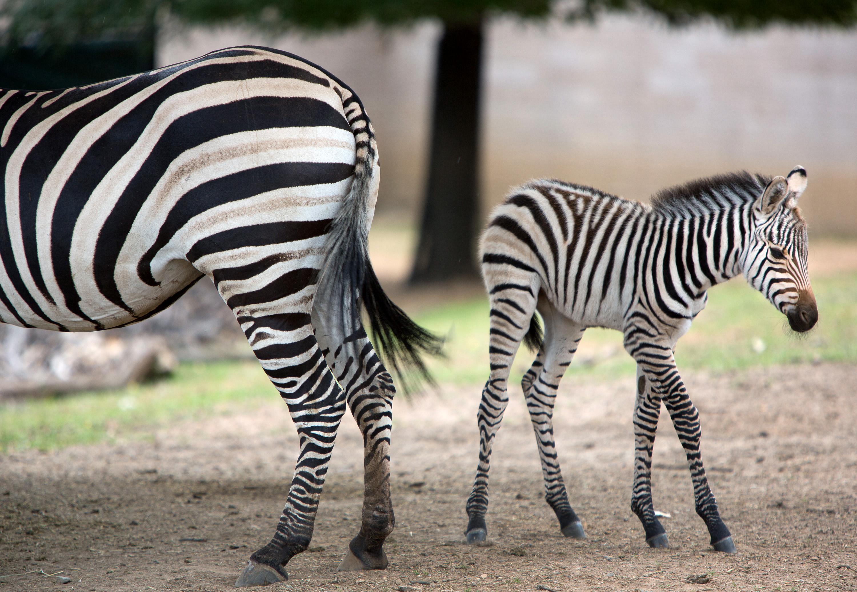 Cute Baby Zebra Wallpapers Top Free Cute Baby Zebra Backgrounds