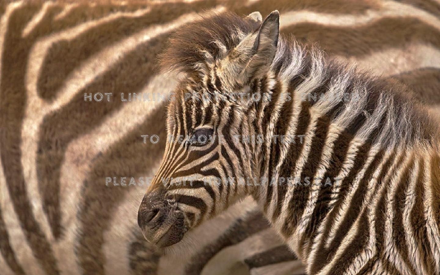 Cute Baby Zebra Wallpapers Top Free Cute Baby Zebra Backgrounds
