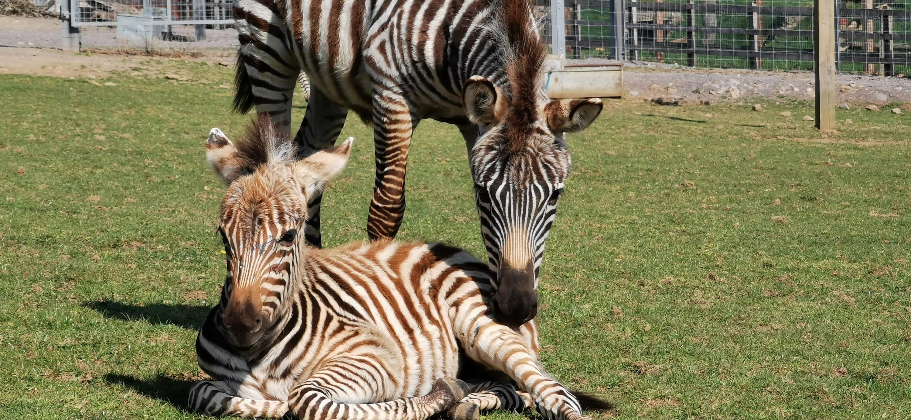 3000x1382 A baby zebra died in a zoo after being startled