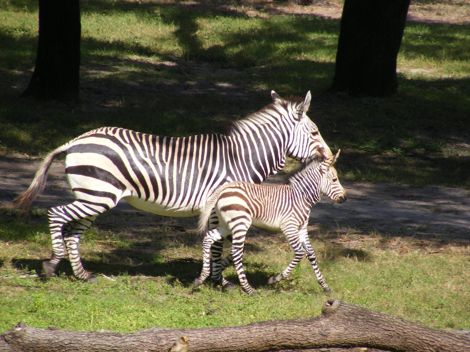 1600x1200 Jambo Everyone: Baby Zebra Breaks the Cute Meter at Kidani Village