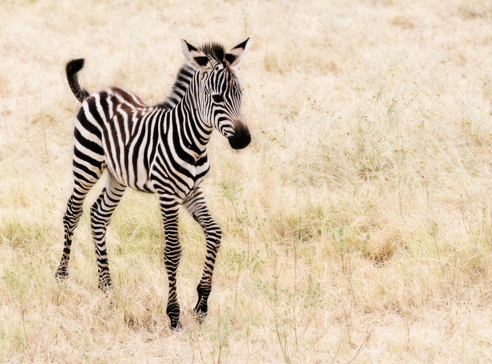 1920x1419 My Baby Animals HD Wallpaper Theme
