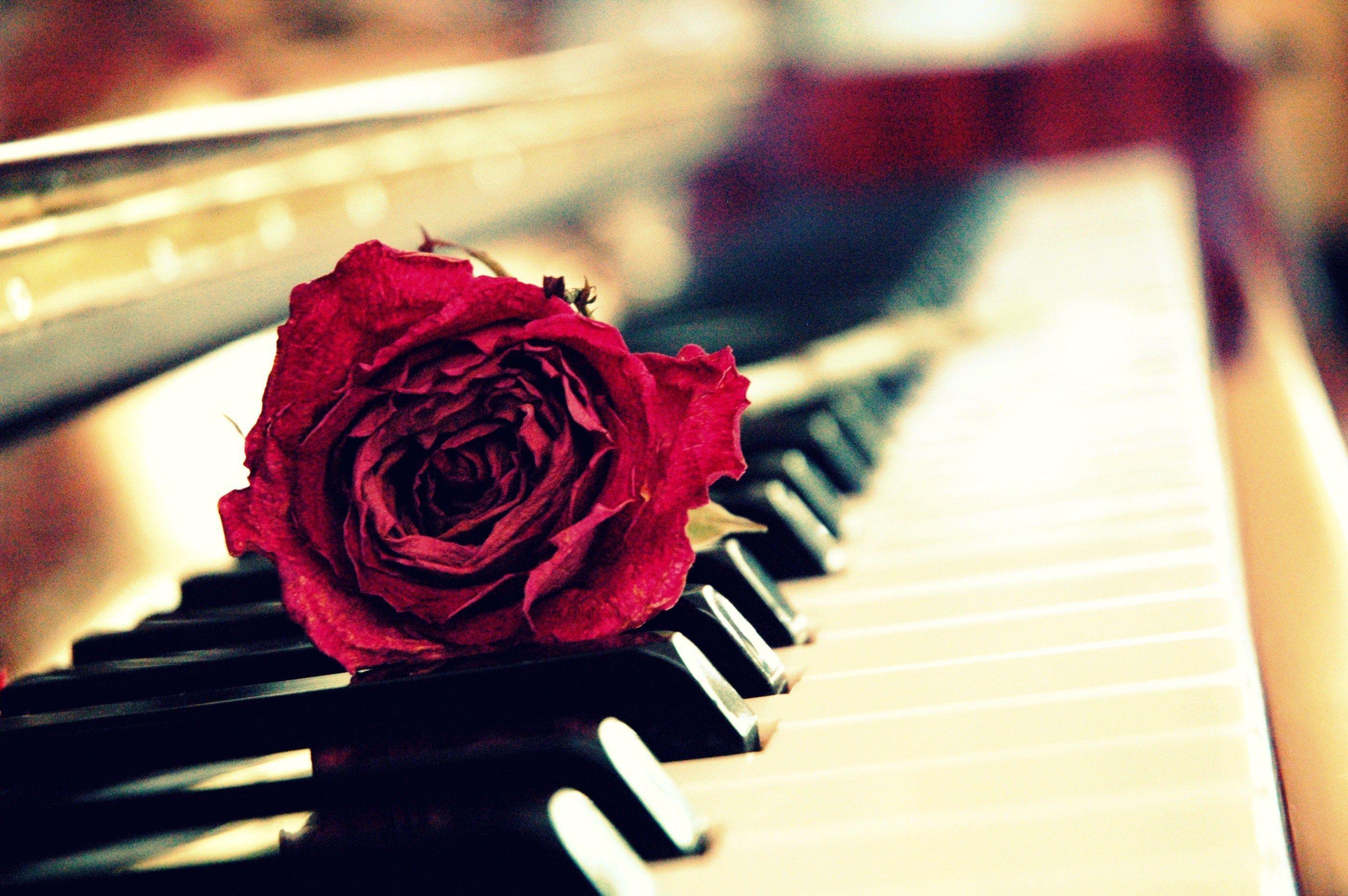 2804x1864 Love Piano Wallpaper, HD Love Piano Background