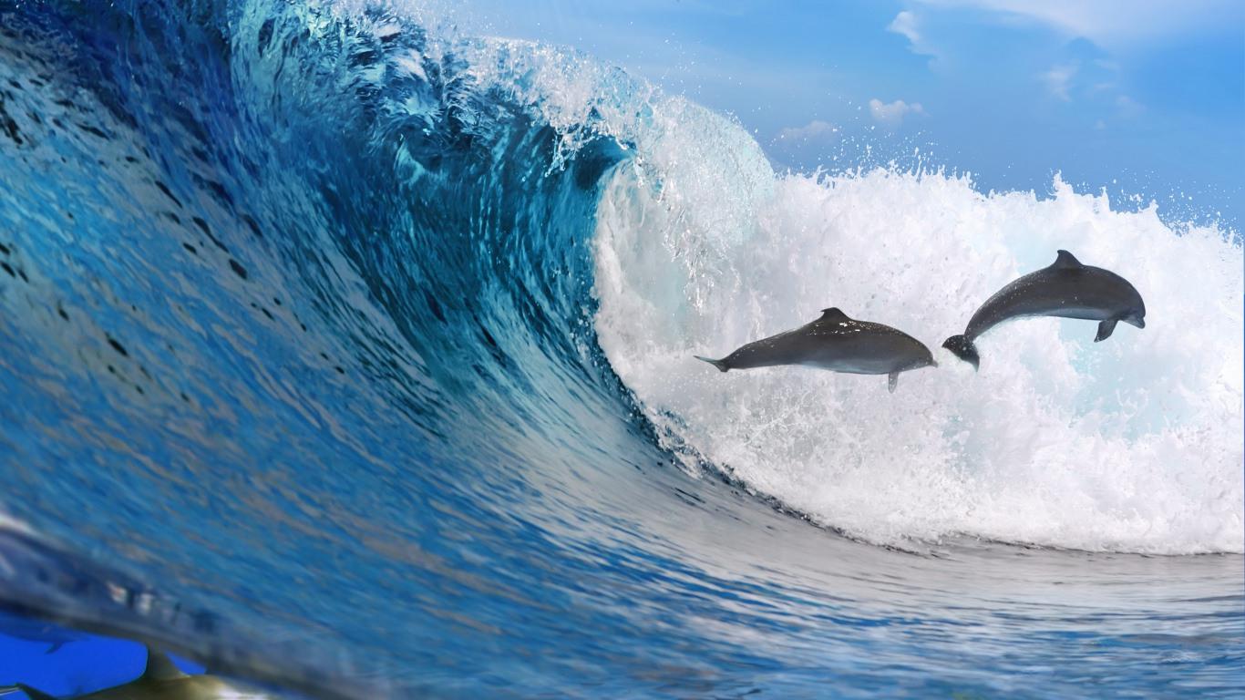 1366x768 Dolphin Desktop Wallpaper. Design Trends PSD, Vector Downloads
