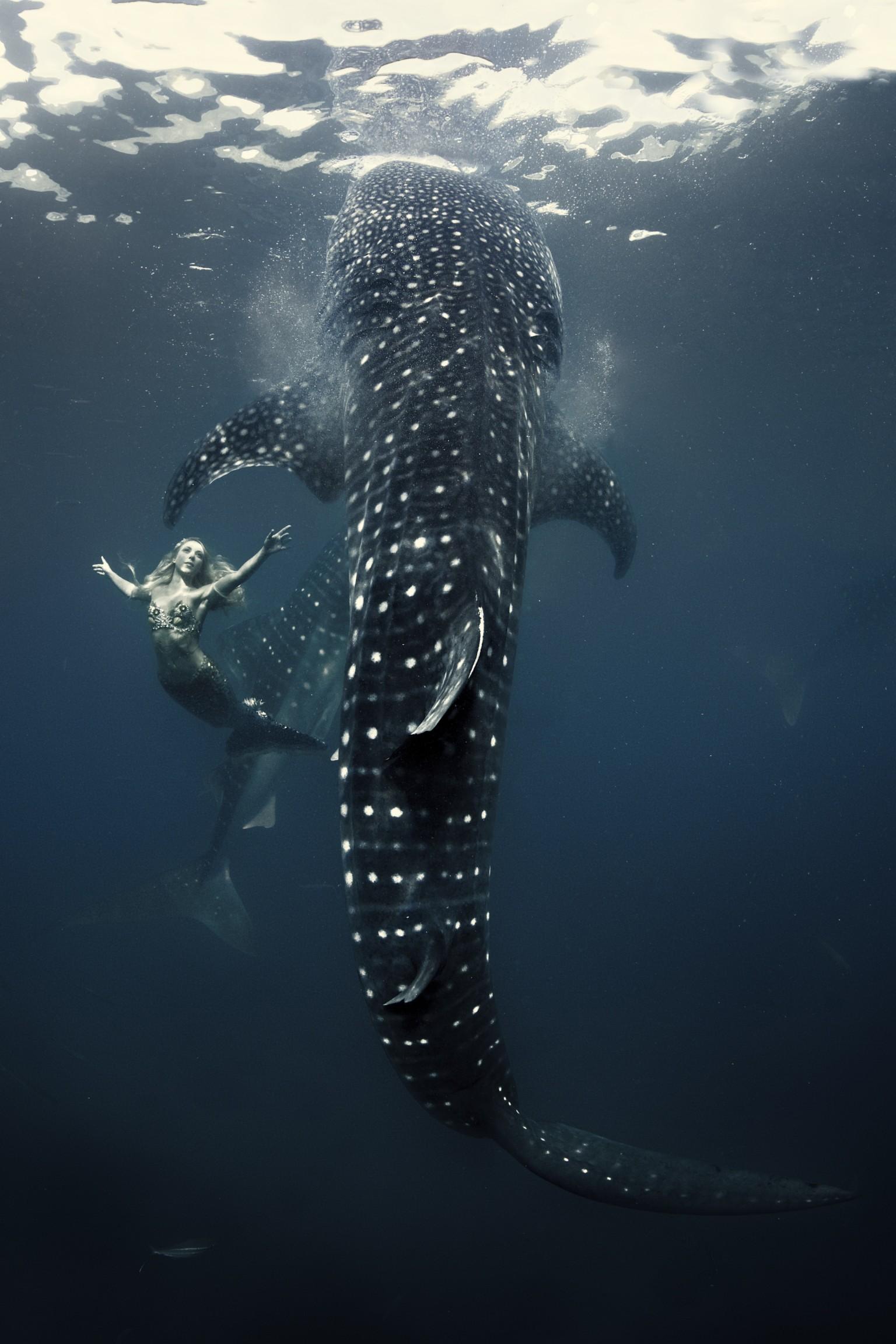 1536x2304 Dolphins, Sharks, And Mermaids, Oh, My Interview With Shark Fashion Shoot