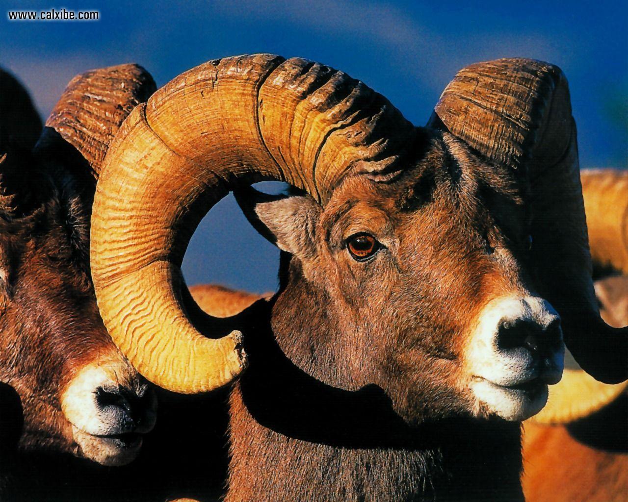 1280x1024 Animals: Wildlife Rocky Mountain Bighorn Sheep, desktop wallpaper nr. 18169