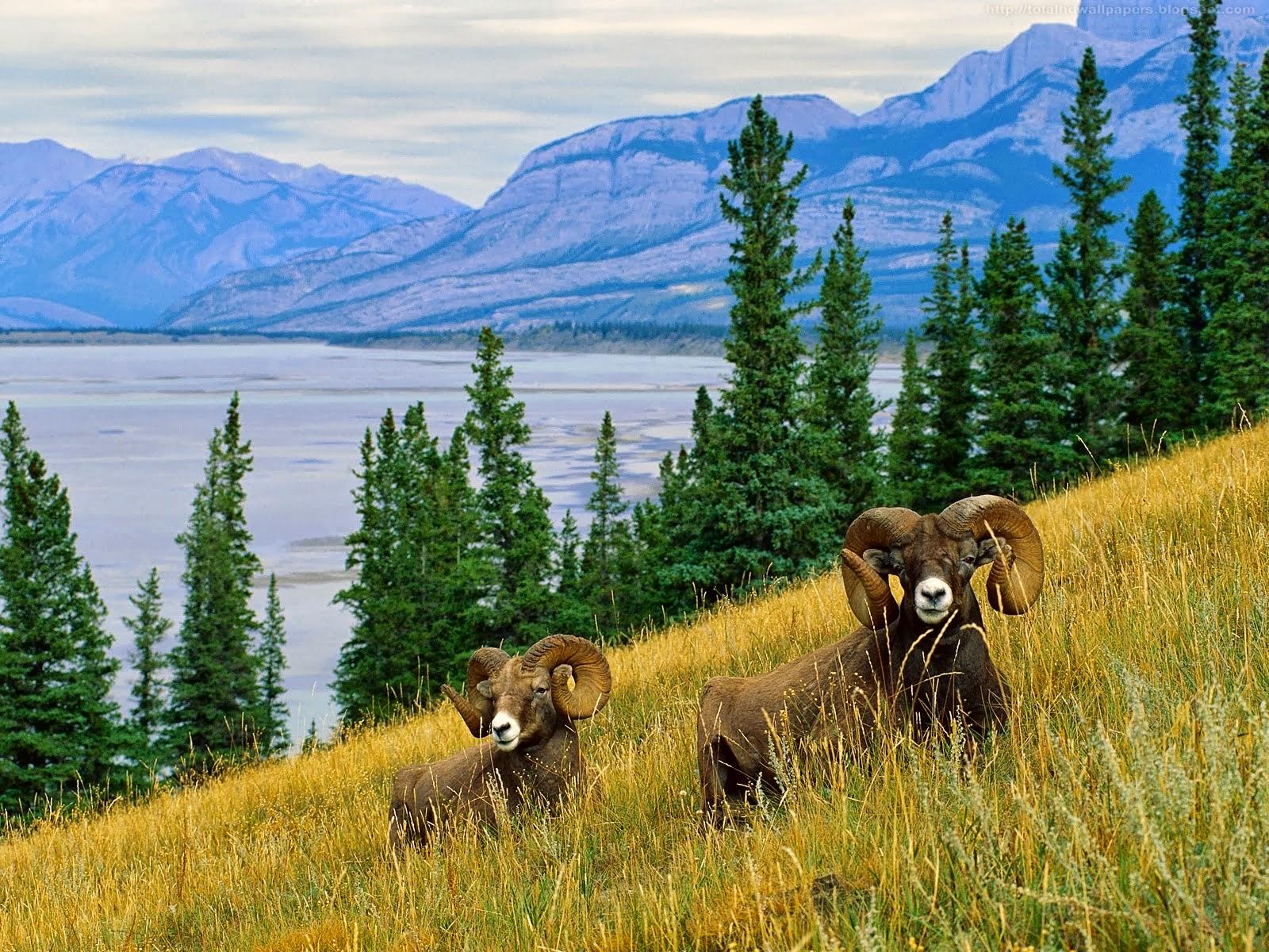 1600x1200 Bighorn Sheep Wallpaper for Computer