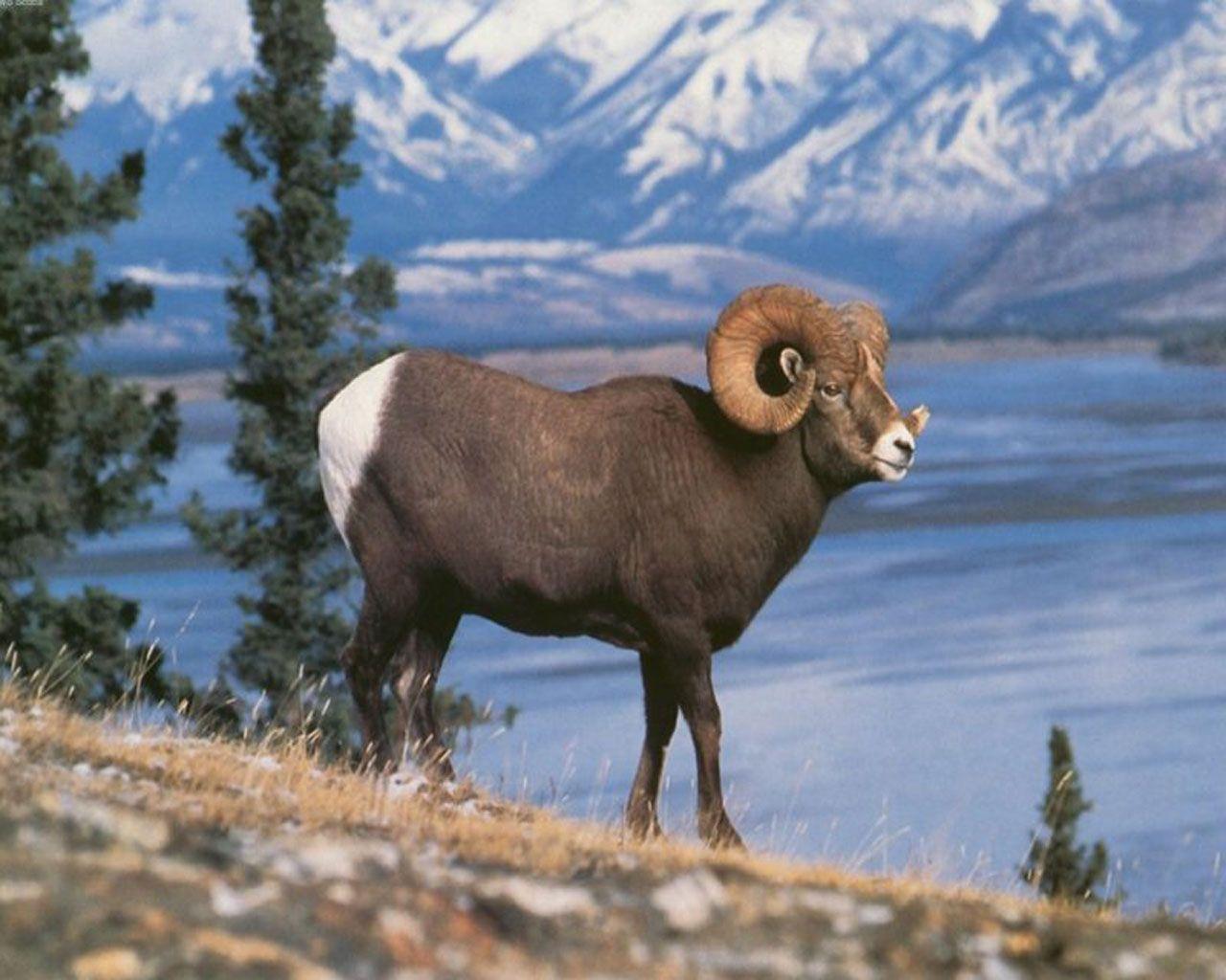 1280x1024 Bighorn Sheep & Bighorn Sheep Pics. Animals, Animals beautiful, Animals wild