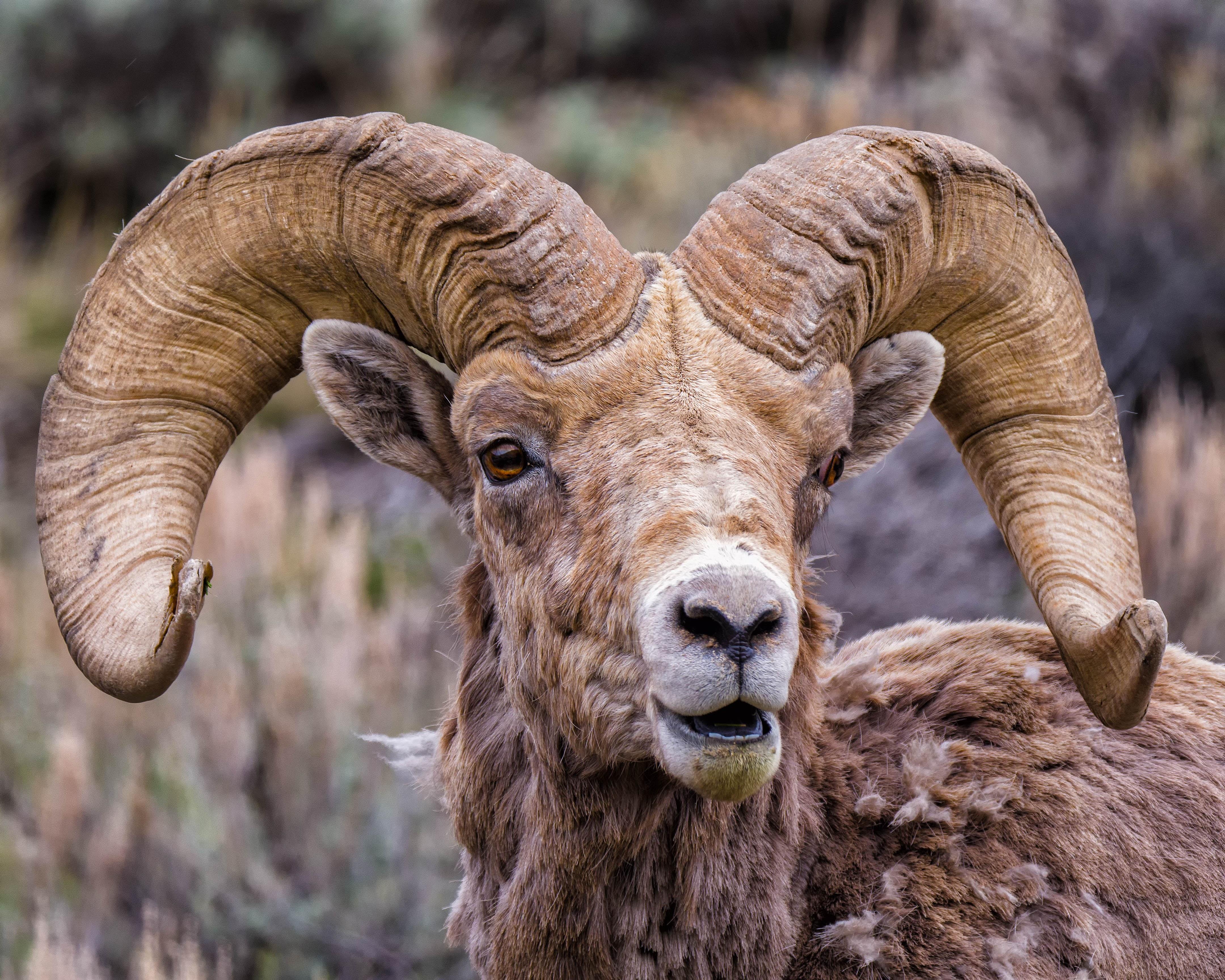 Rocky Mountain Bighorn Sheep Wallpapers - Top Free Rocky Mountain ...