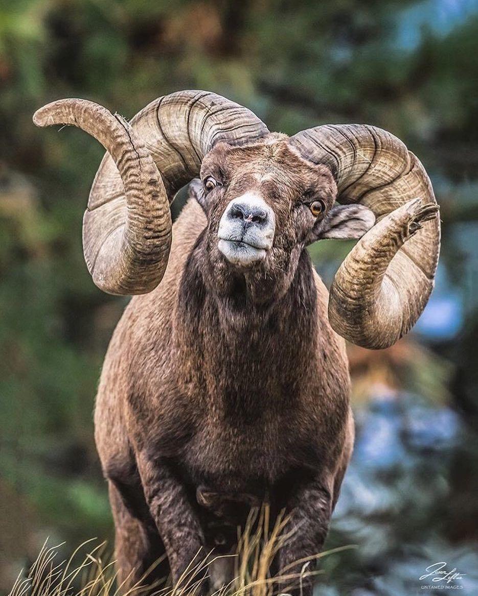 935x1167 Rocky Mountain Bighorn Sheep