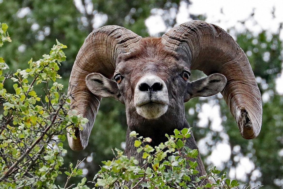 1170x780 Colorado. Rocky Mountain Bighorn Ram