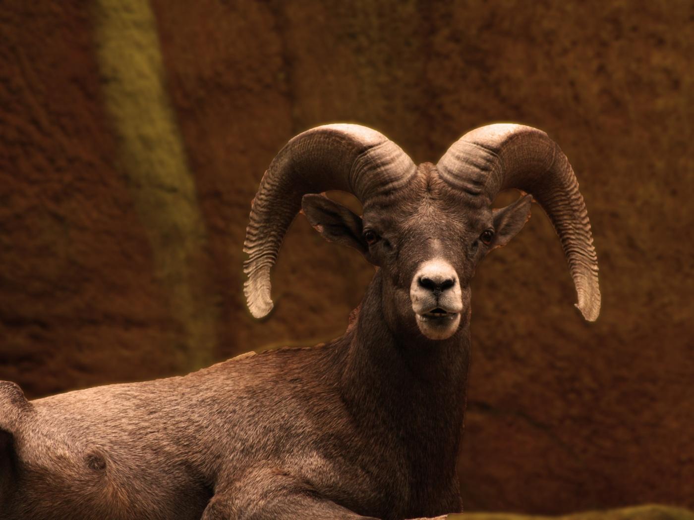 1400x1050 Free download Rocky Mountain Bighorn Sheep 1400x1050 wallpaper download [1400x1050] for your Desktop, Mobile & Tablet. Explore Bighorn Sheep Wallpaper for Computer. Free Christmas Wallpaper For Computer
