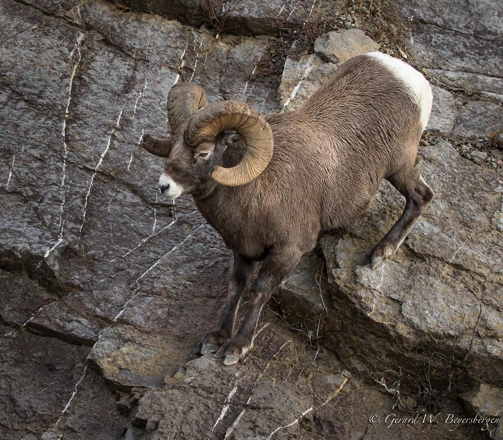 1024x895 Rocky Mountain Bighorn Sheep. Rocky Mountain Bighorn Sheep