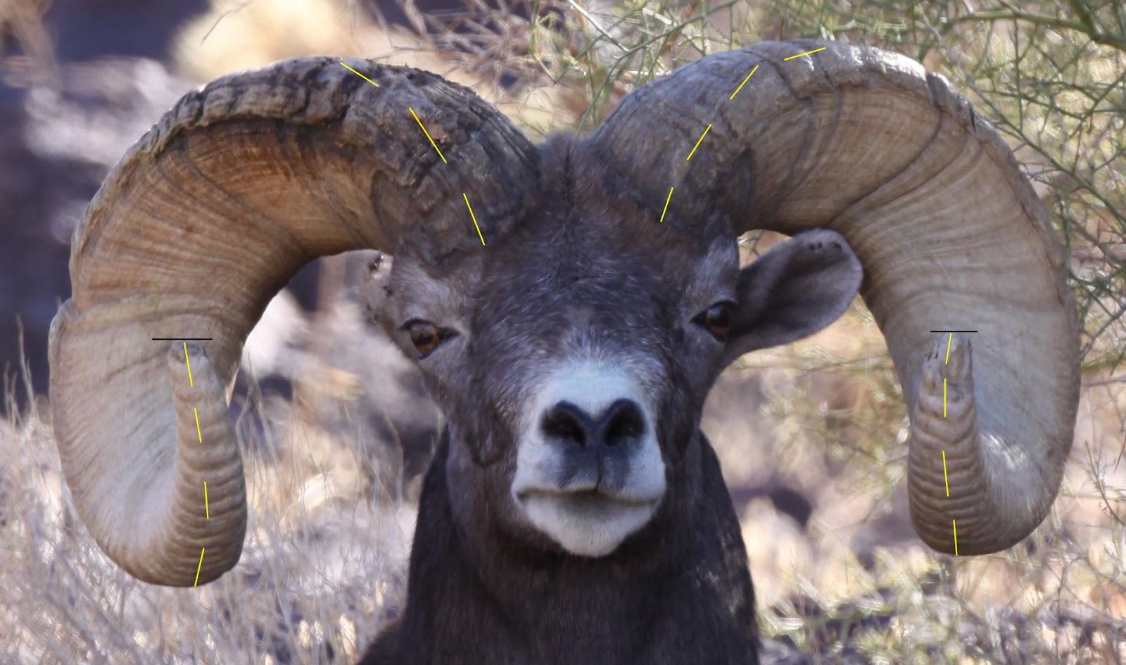 1600x945 Bighorn Sheep wallpaper, Animal, HQ Bighorn Sheep pictureK Wallpaper 2019