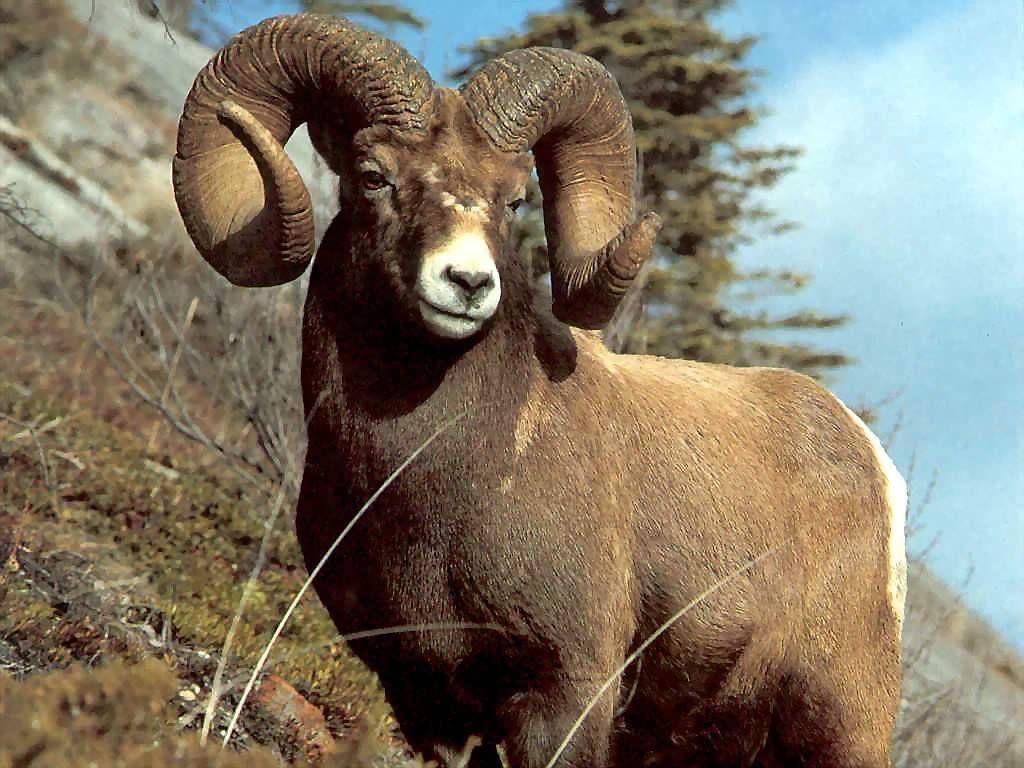 1024x768 The symbol for Aries is the Ram. Animals wild, Big horn sheep, Animals