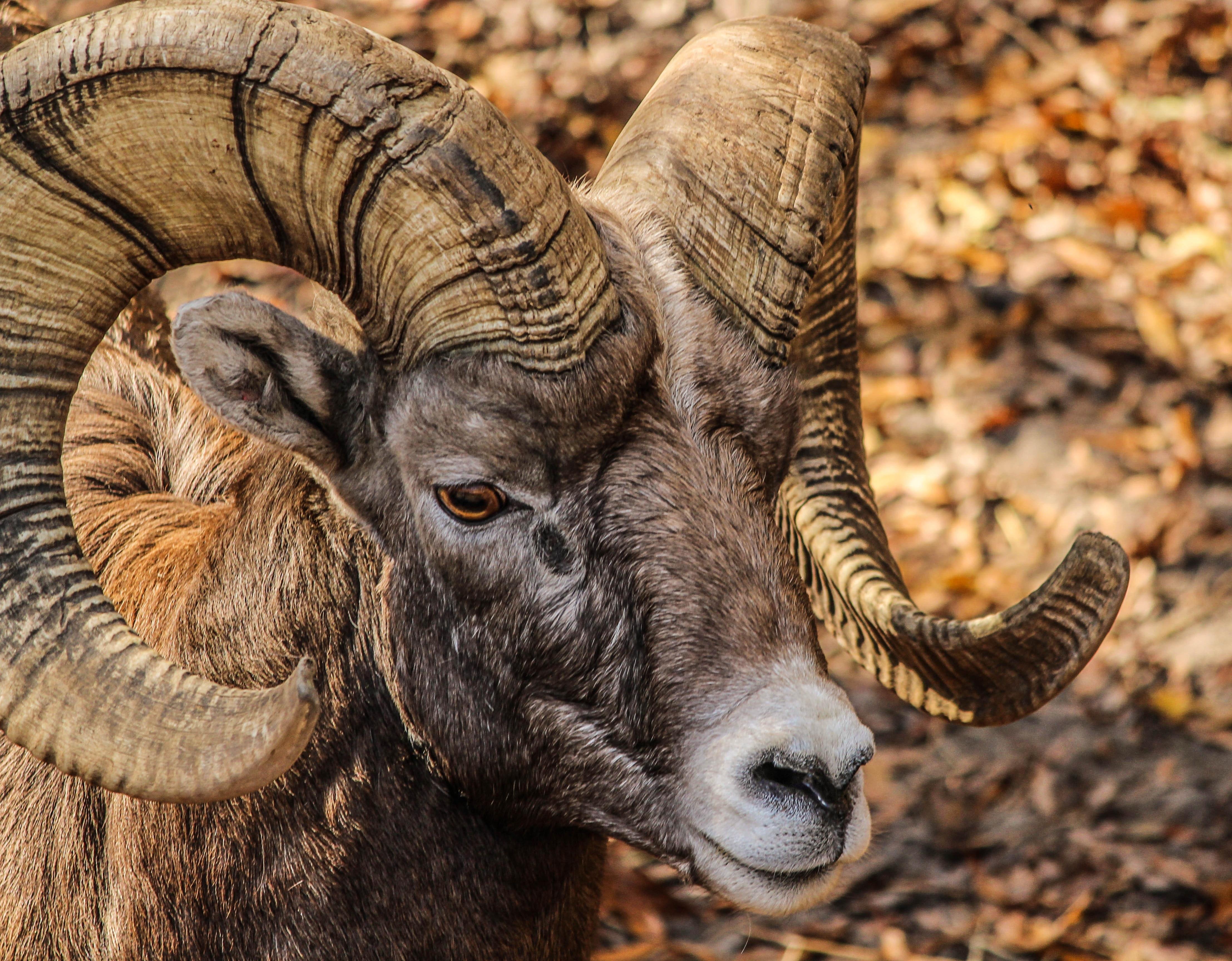 4429x3456 Black and Brown Ram Animal · Free