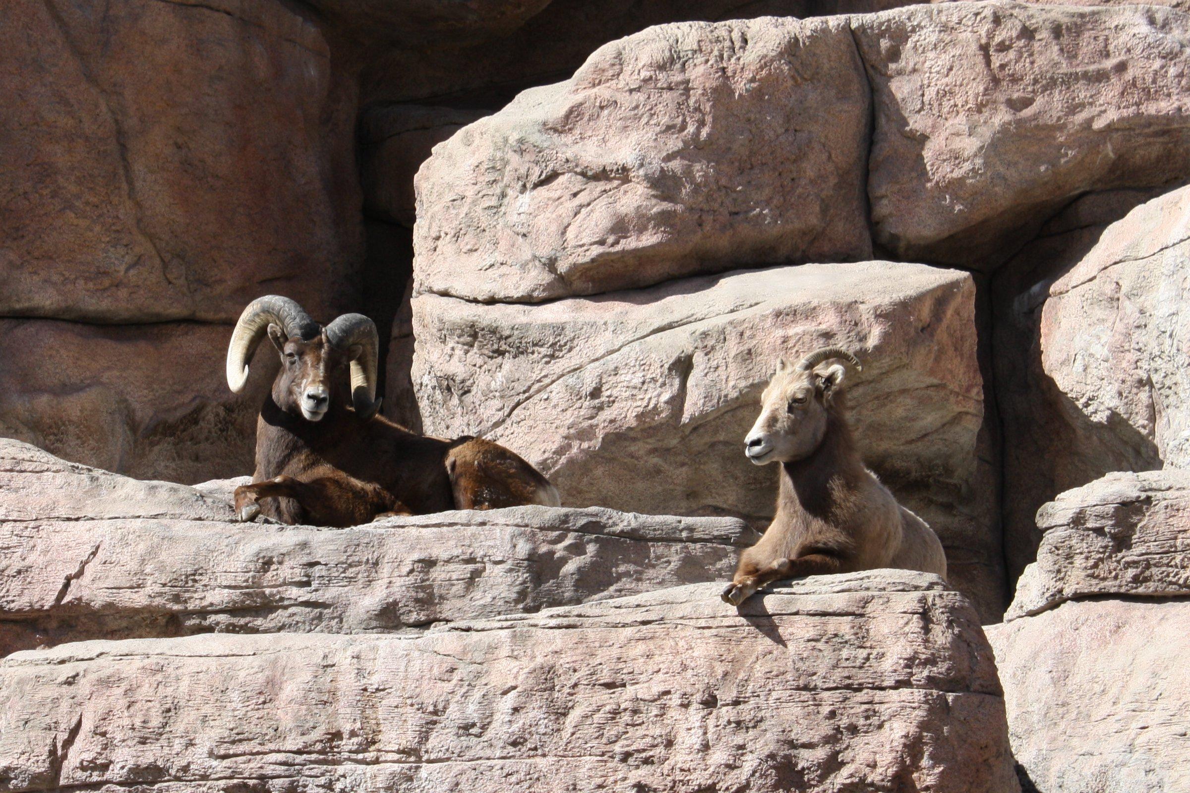 2400x1600 Rocky Mountain Bighorn Sheep Picture. Free Photograph. Photo Public Domain