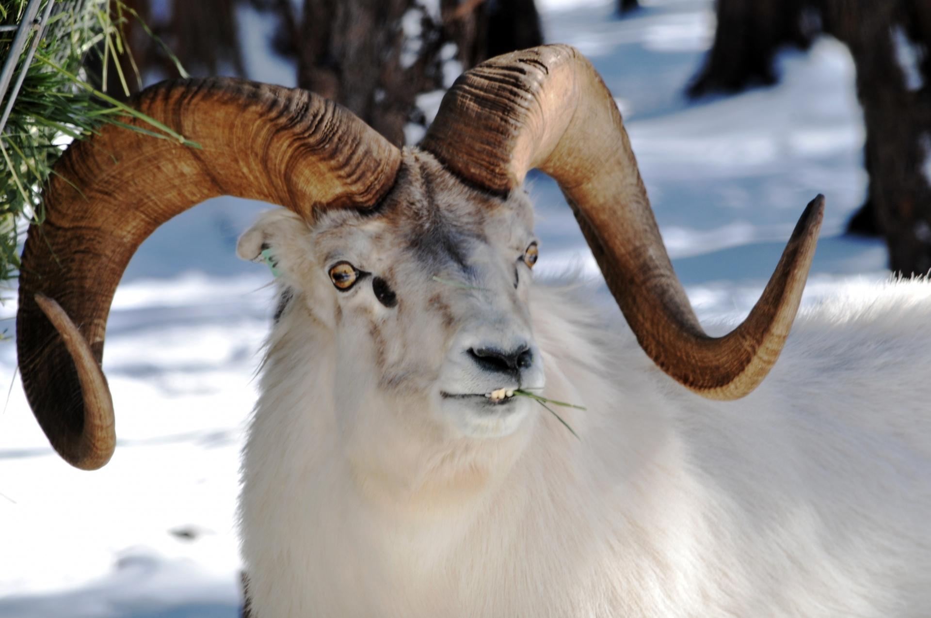 1920x1275 Rocky Mountain Bighorn Sheep Free Domain Picture