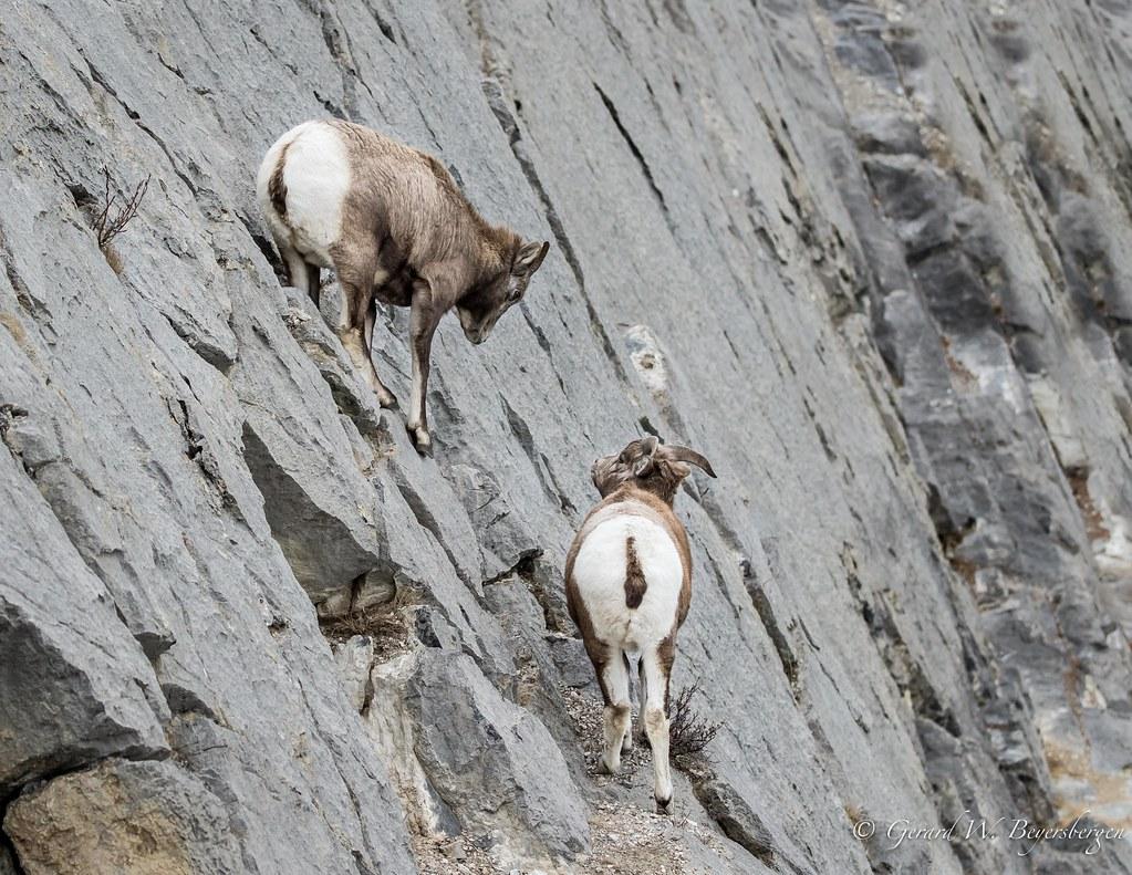 1023x791 Rocky Mountain Bighorn Sheep Practise. A couple