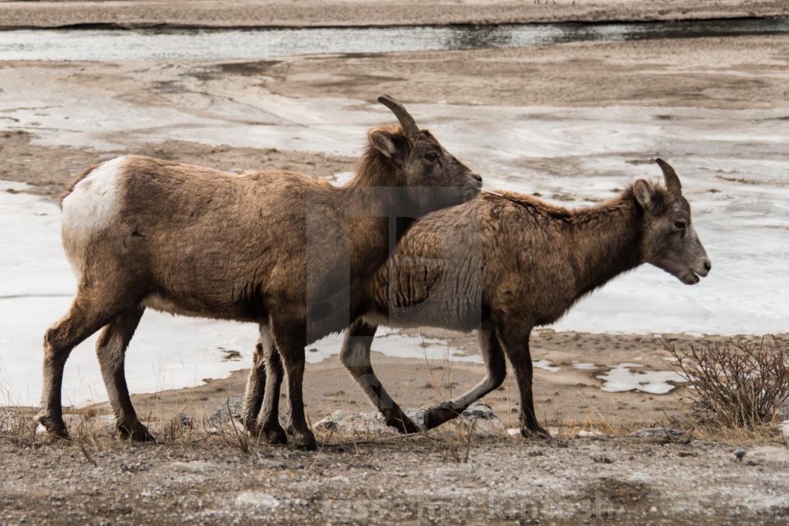 1120x747 Female Rocky Mountain Bighorn Sheep, download or print for £7.44