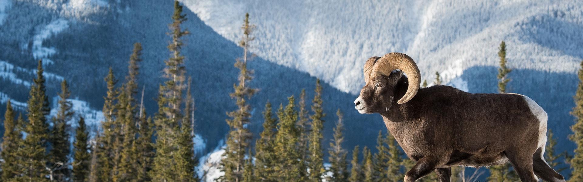 1920x600 Rocky Mountain Bighorn Sheep Hunts
