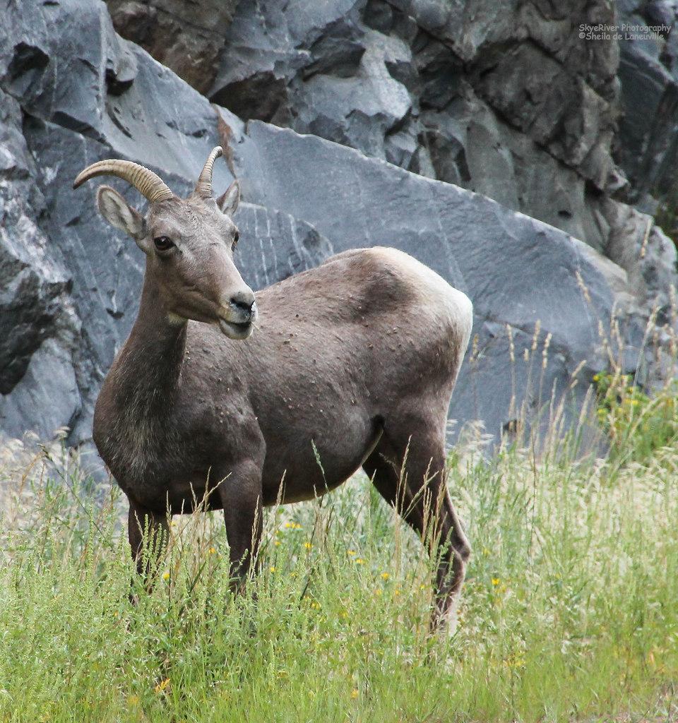 960x1024 Rocky Mountain bighorn sheep (Utah Mammals) · iNaturalist