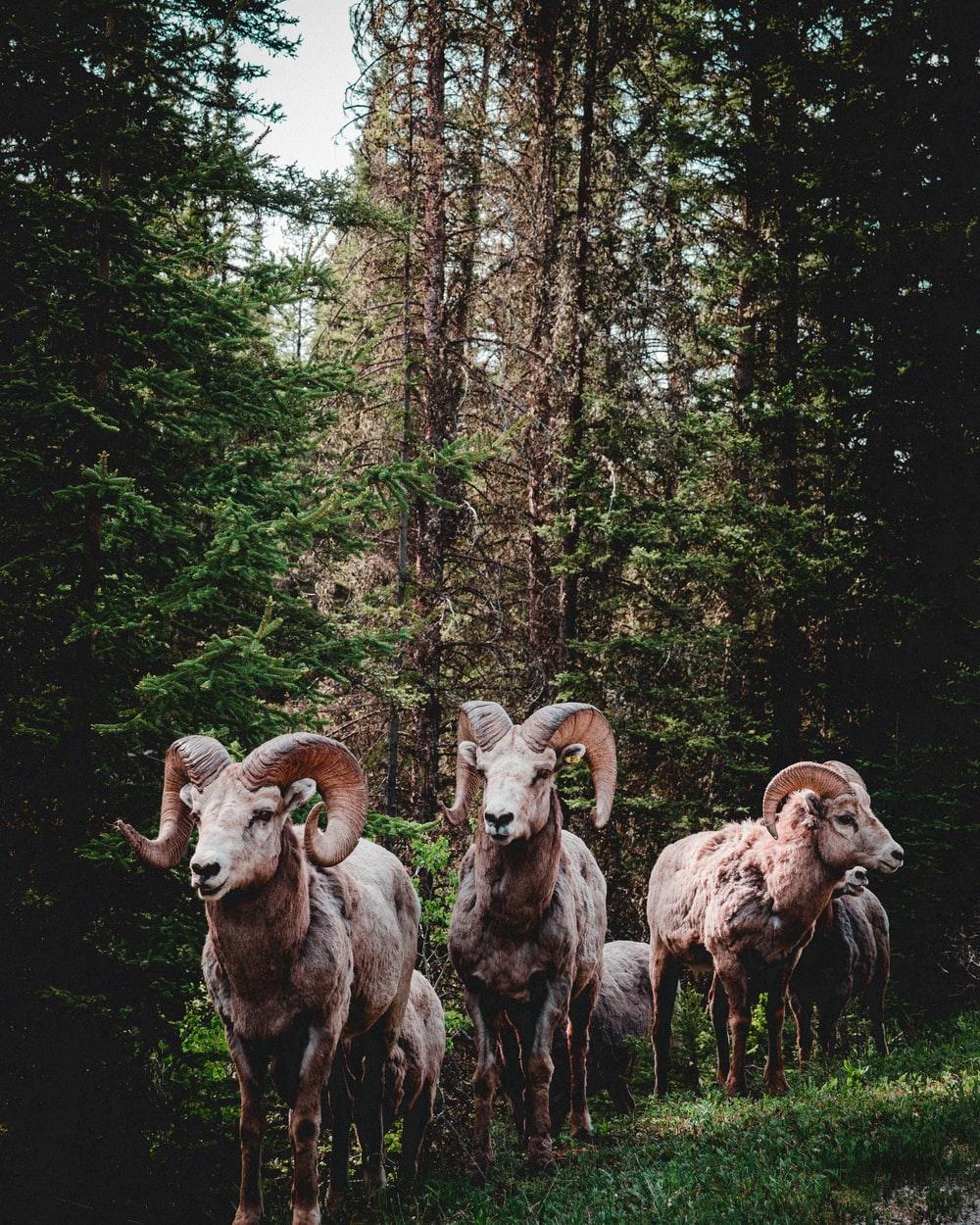 1000x1250 Bighorn Sheep Picture. Download Free Image