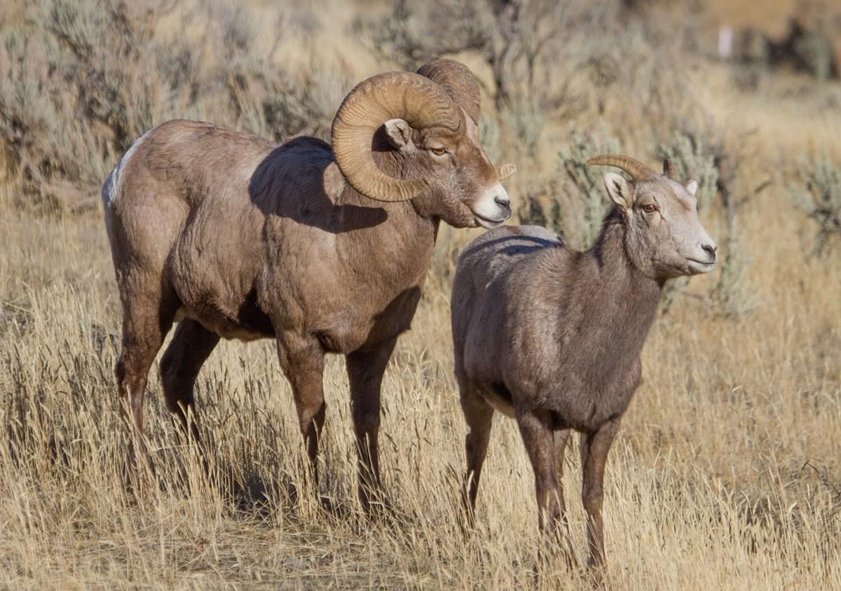1200x844 Bighorn Sheep National Park (U.S. National Park Service)