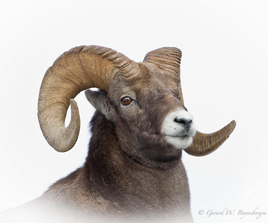 1023x852 Rocky Mountain Bighorn Sheep. Rocky Mountain Bighorn Sheep