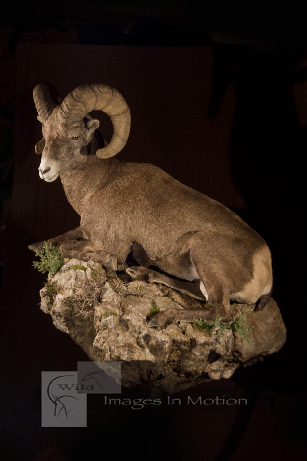 1000x1500 Rocky Mountain Bighorn Sheep At Rest. Wild Image In Motion