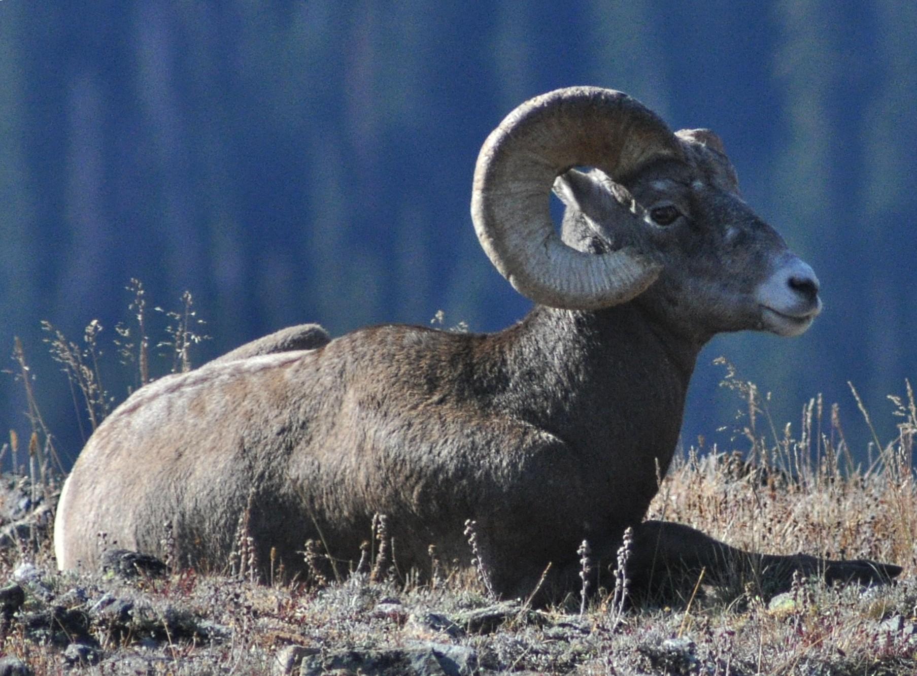 1807x1332 Rocky Mountain Bighorn Sheep (Ovis canadensis canadensis), Rocky Mountain National