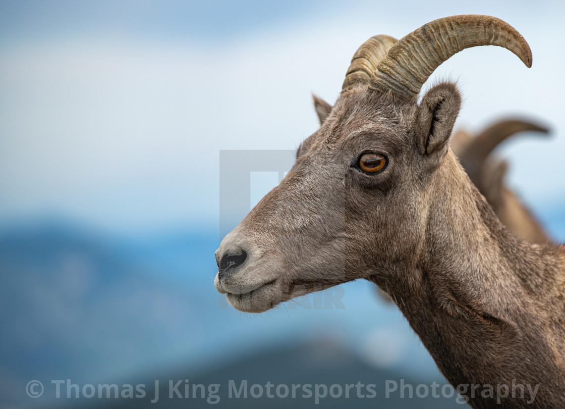 1120x810 Rocky Mountain Bighorn Sheep, download or print for £15.37