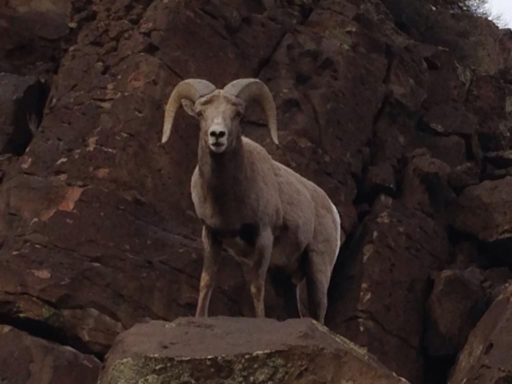 1024x768 Rocky Mountain bighorn sheep (Wolf Creek BioBlitz) · iNaturalist