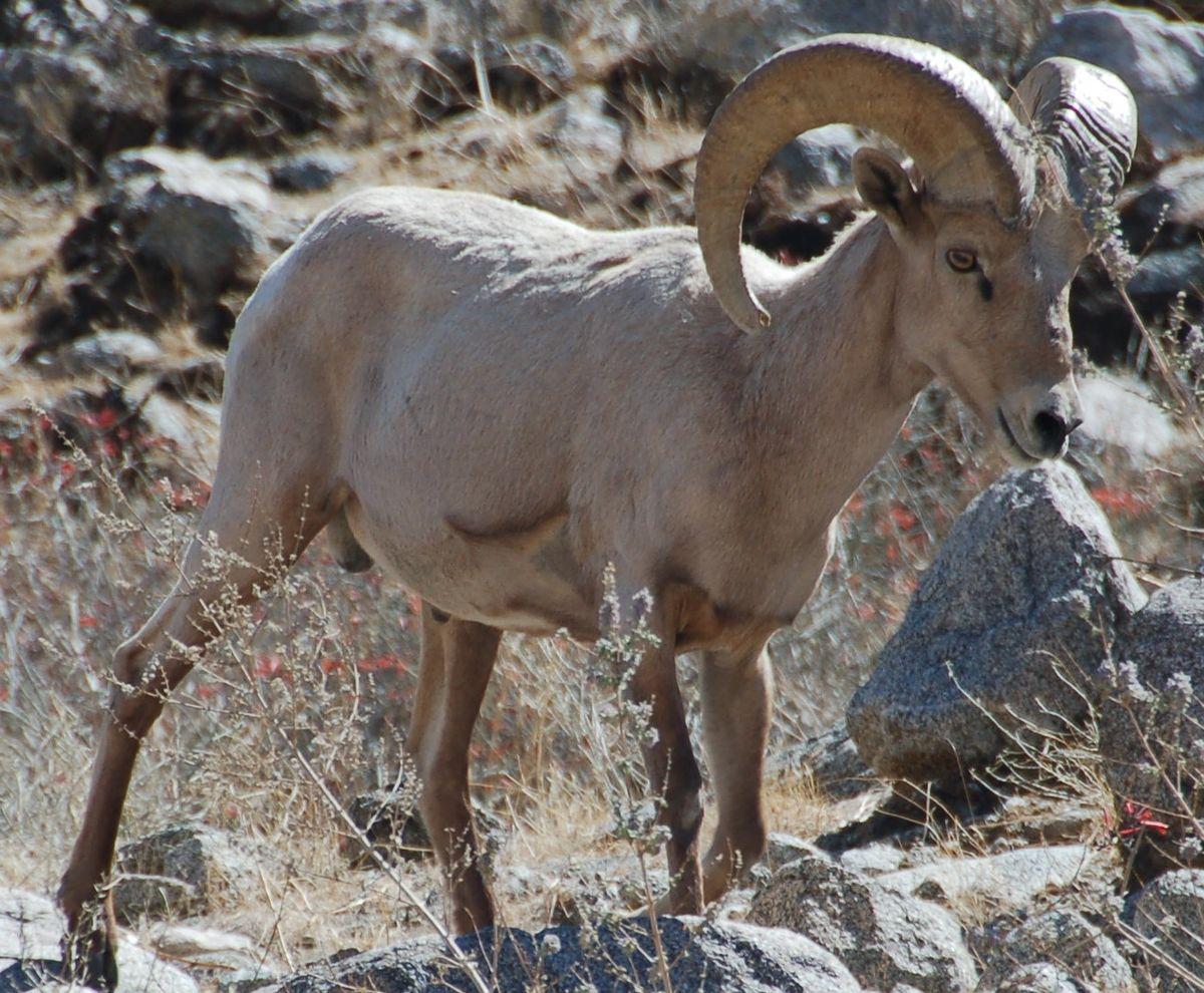 1200x990 Bighorn Sheep wallpaper, Animal, HQ Bighorn Sheep pictureK Wallpaper 2019