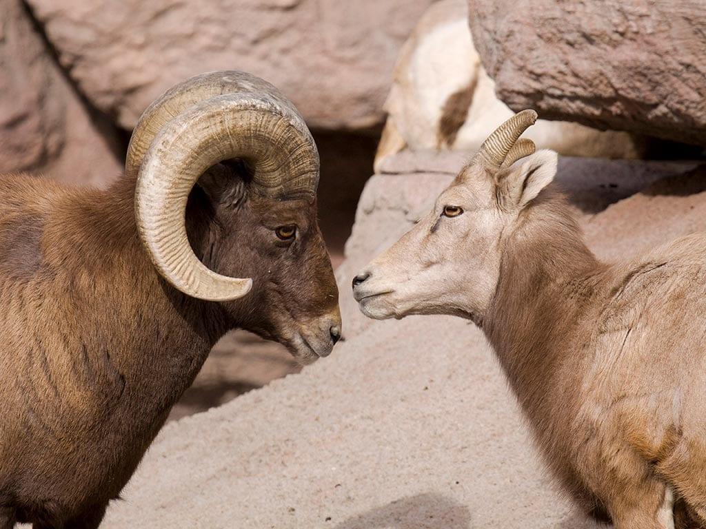 1024x768 Rocky Mountain Bighorn Sheep