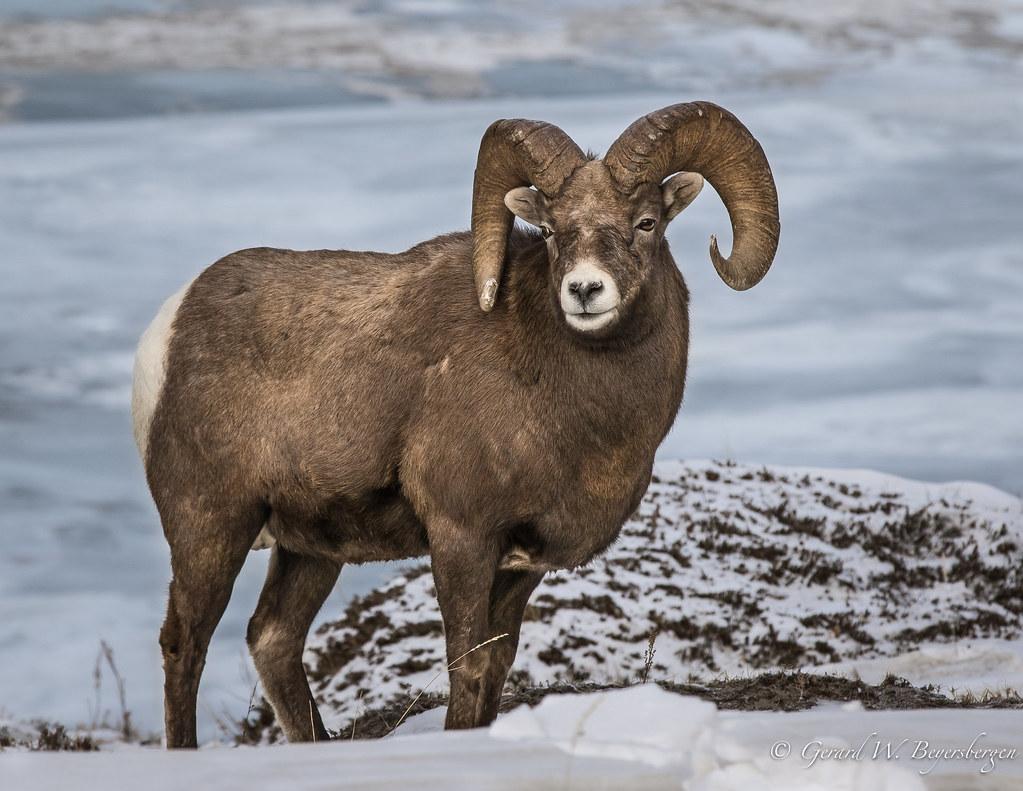 1023x791 Rocky Mountain Bighorn Sheep. Rocky Mountain Bighorn Sheep