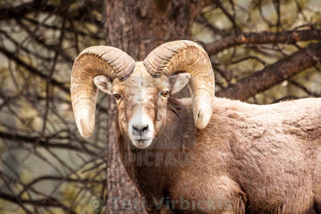 1120x747 Rocky Mountain Bighorn Sheep, download or print for £24.80