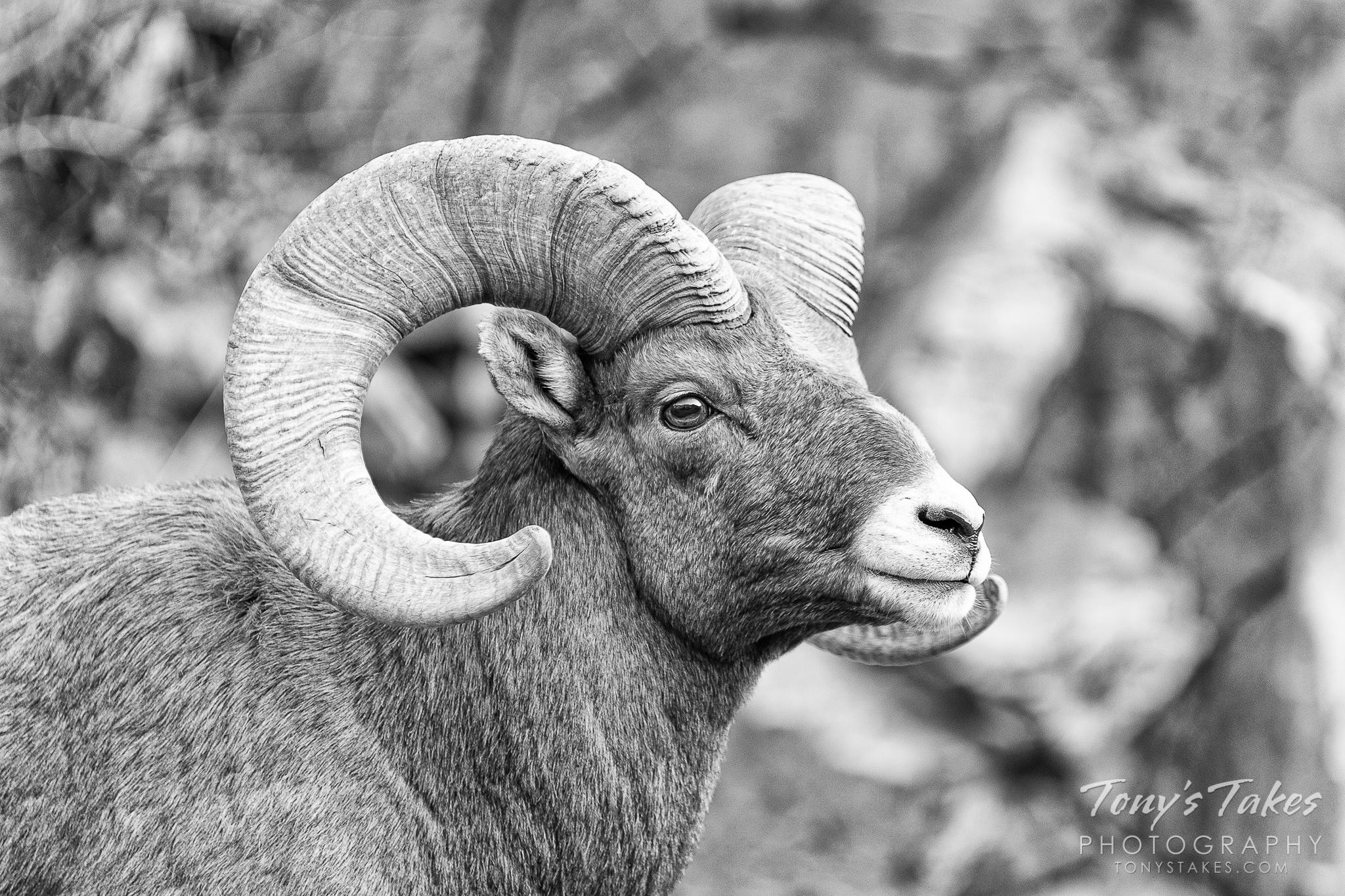 2048x1365 Posing Rocky Mountain bighorn sheep ram in black and white. Tony's Takes Photography