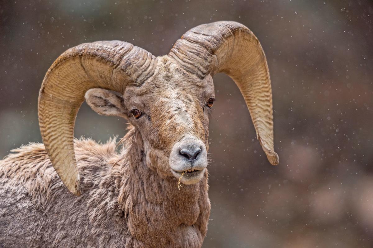 1200x798 Five Fun Facts About Bighorn Sheep. Estes Valley Spotlight