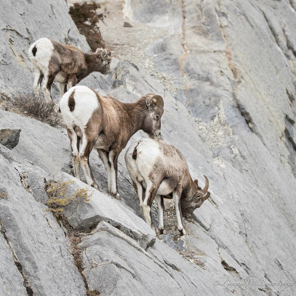 1024x1024 Rocky Mountain Bighorn Sheep. Rocky Mountain Bighorn Sheep