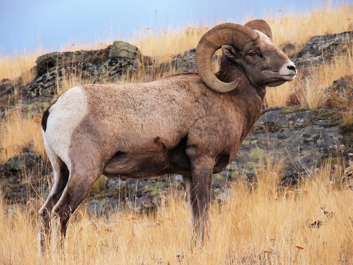 1200x900 Bighorn Sheep wallpaper, Animal, HQ Bighorn Sheep pictureK Wallpaper 2019