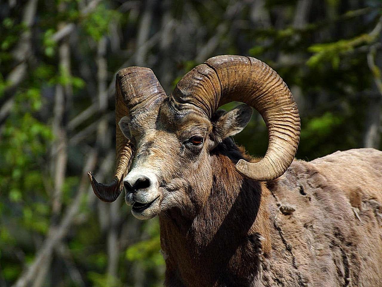 1280x960 Rocky mountain bighorn