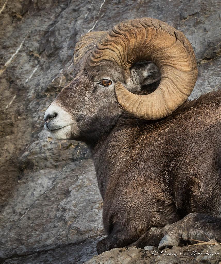 857x1024 Rocky Mountain Bighorn Sheep. Rocky Mountain Bighorn Sheep