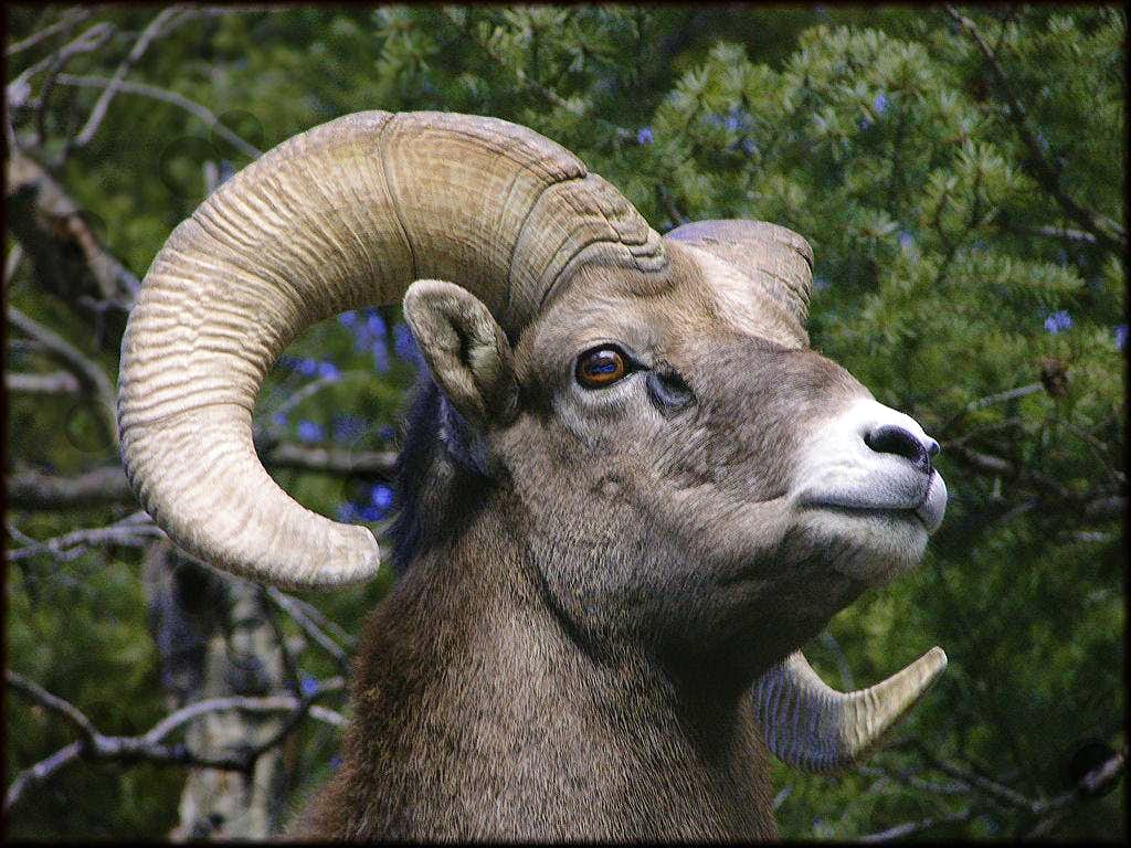 1024x768 Rocky Mountain Bighorn Ram : Photo, Diagrams & Topos